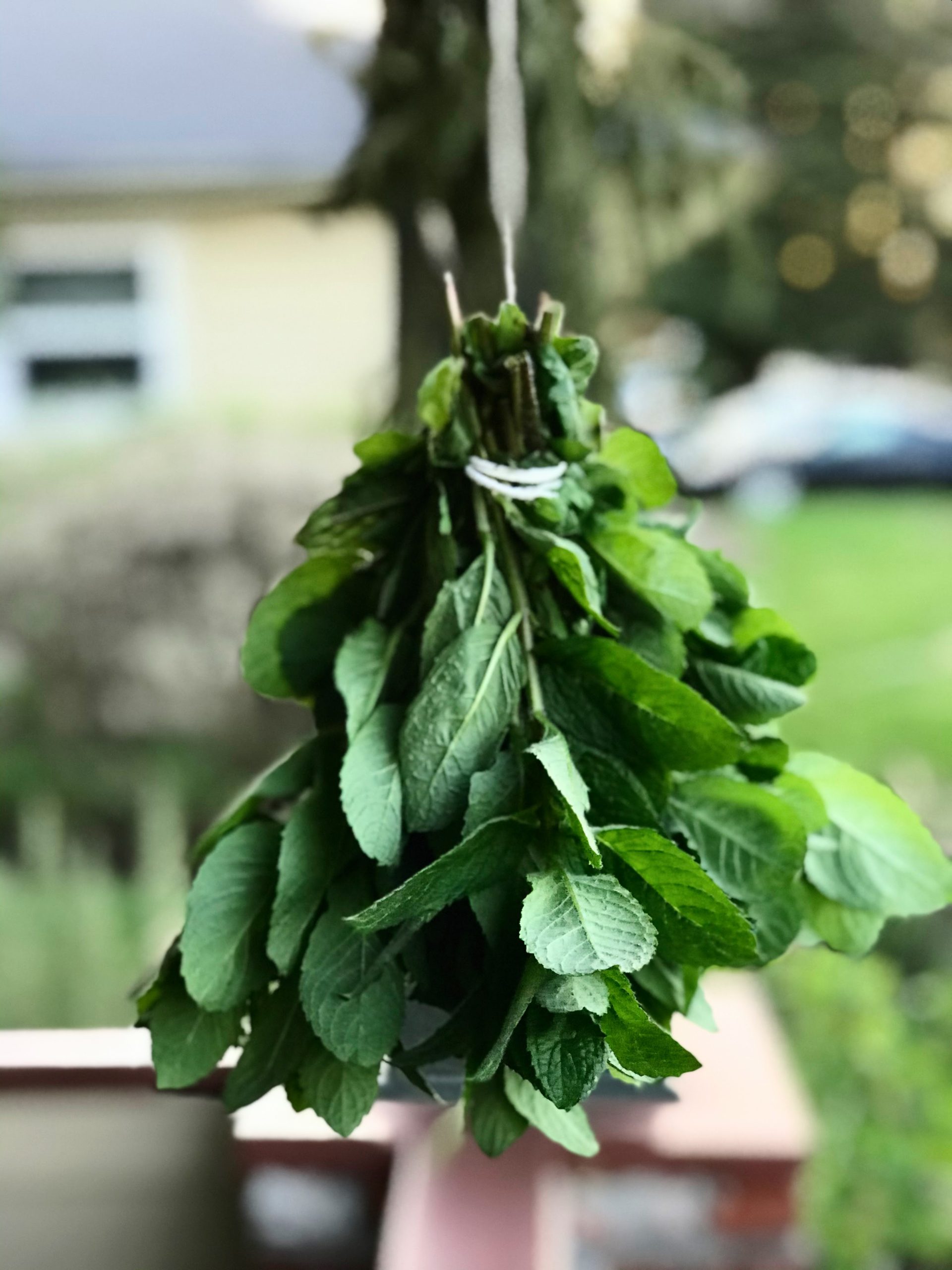 How To Harvest Your Herbs With Bonus Washing Tips